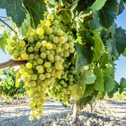 Verdejo Rueda Grape