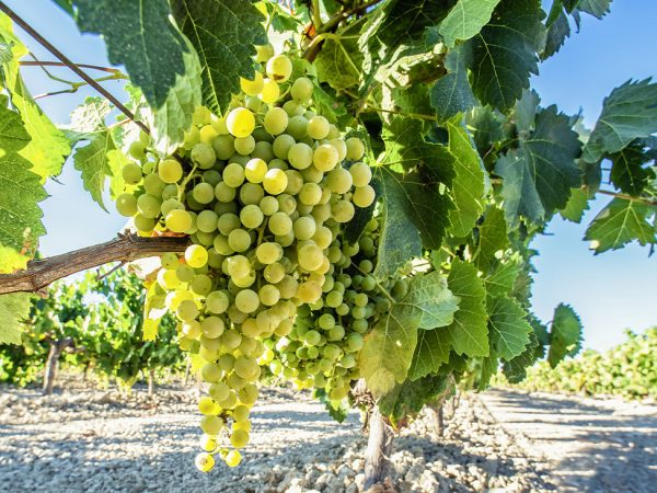 Verdejo Rueda Grape