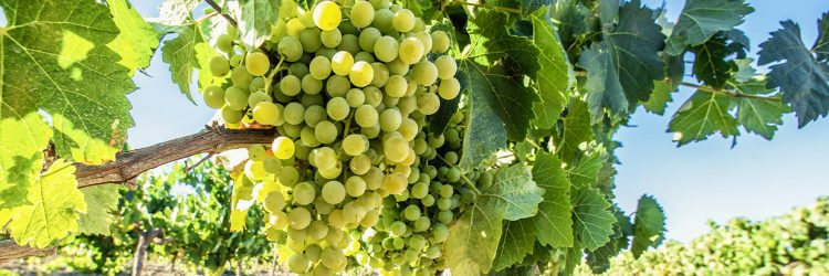 Verdejo Rueda Grape